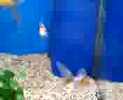 �S�[���f���R���b�g