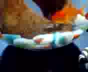 �����̋����Y