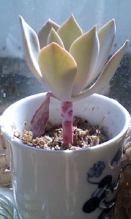 �f�r�[�H