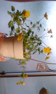�r�I���Ƃ������