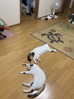 LSSƂ