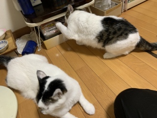 H悱