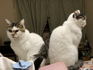 Ȃ